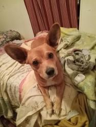 Lost Male Dog last seen Exit 414 off I-75 truck stop, Lake City, FL 32024