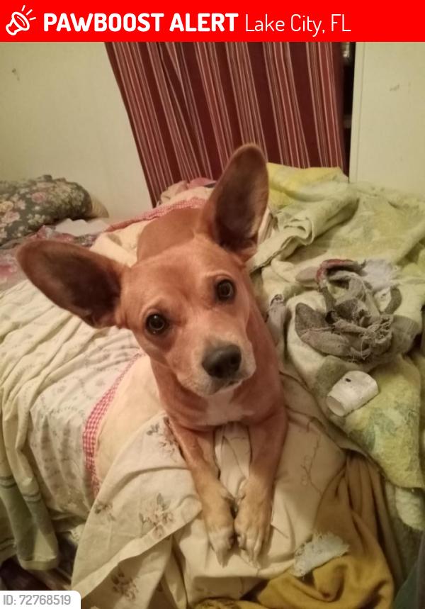 Lost Male Dog last seen Exit 414 off I-75 truck stop, Lake City, FL 32024