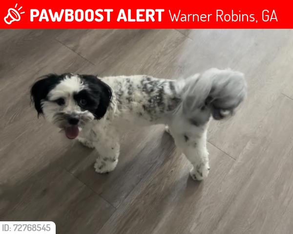 Lost Male Dog last seen Near Watson Blvd Warner Robins, GA  31093 United States, Warner Robins, GA 31088