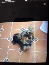 Lost Female Dog last seen Harris/ Buena vista , Bakersfield, CA 93311