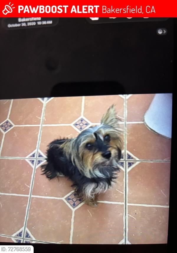 Lost Female Dog last seen Harris/ Buena vista , Bakersfield, CA 93311