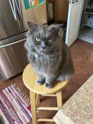 Lost Male Cat last seen Brentwood Park, Brentwood, PA 15227