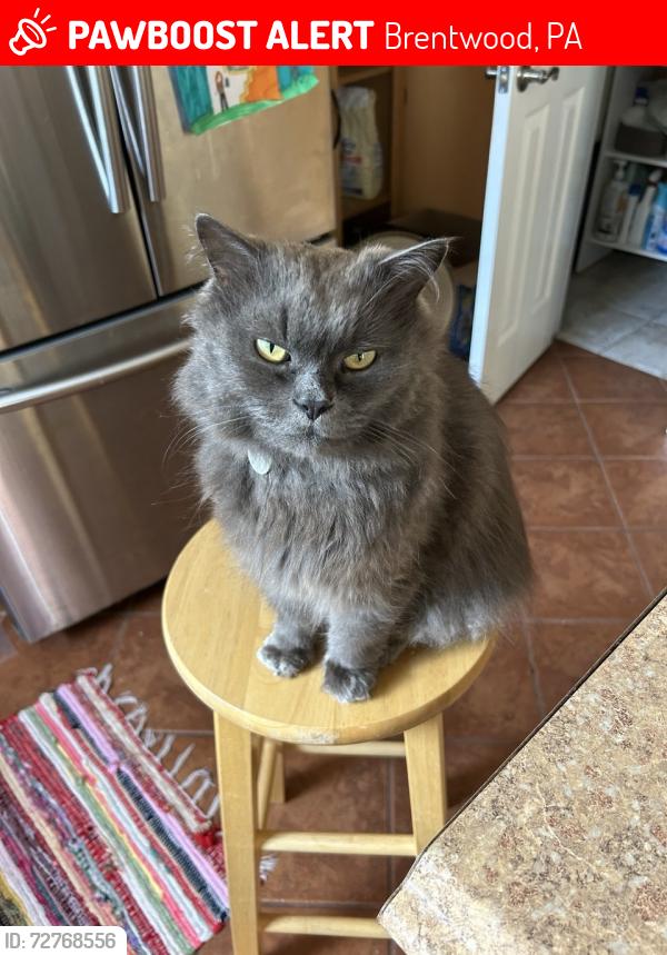 Lost Male Cat last seen Brentwood Park, Brentwood, PA 15227