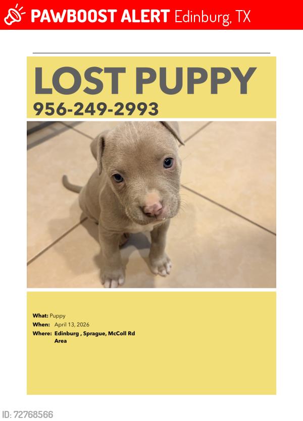 Lost Female Dog last seen Sprague and McColl Rd , Edinburg, TX 78539