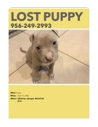Lost Female Dog last seen Sprague and McColl Rd , Edinburg, TX 78539