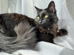 Lost Female Cat last seen Moss creek village , Lynchburg, VA 24502