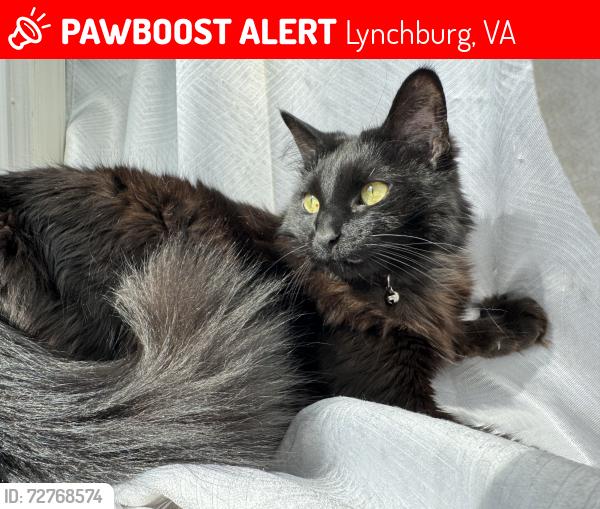 Lost Female Cat last seen Moss creek village , Lynchburg, VA 24502