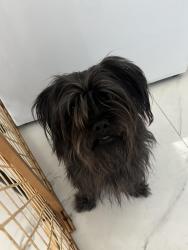 Found/Stray Male Dog last seen Supermarket , West Little River, FL 33147