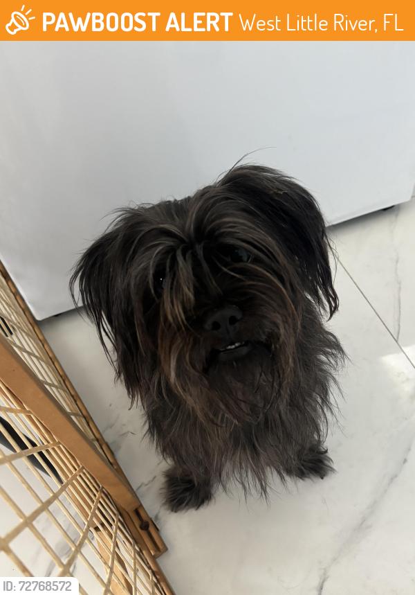 Found/Stray Male Dog last seen Supermarket , West Little River, FL 33147