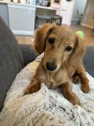 Lost Female Dog last seen Ronald reagan, Leander, TX 78641