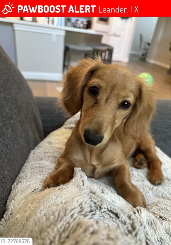 Lost Female Dog last seen Ronald reagan, Leander, TX 78641