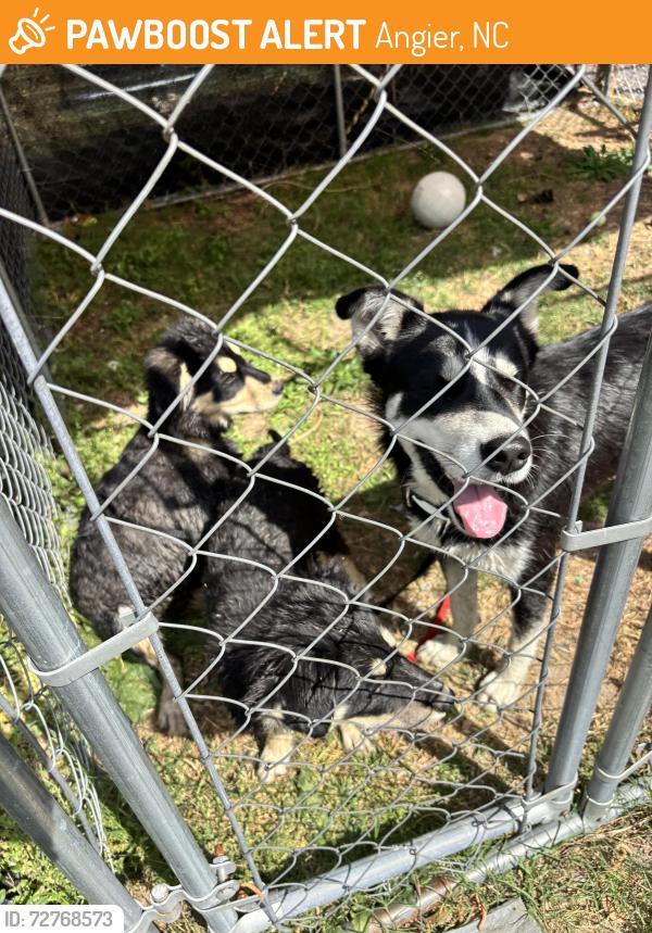 Found/Stray Female Dog last seen Near and Old Stage , Angier, NC 27501