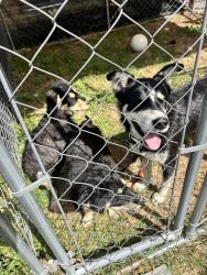 Found/Stray Female Dog last seen Near and Old Stage , Angier, NC 27501