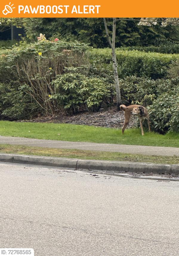 Found/Stray Unknown Dog last seen Near 96 Ave, Langley Twp, BC V1M 0E4, Langley Township, BC V1M 2L1