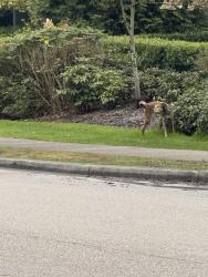 Found/Stray Unknown Dog last seen Near 96 Ave, Langley Twp, BC V1M 0E4  , Langley Township, BC V1M 2L1