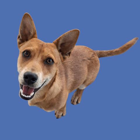 Shelter Stray Male Dog last seen Near BLOCK MING AVE, BAKERSFIELD CA 93307, Bakersfield, CA 93308