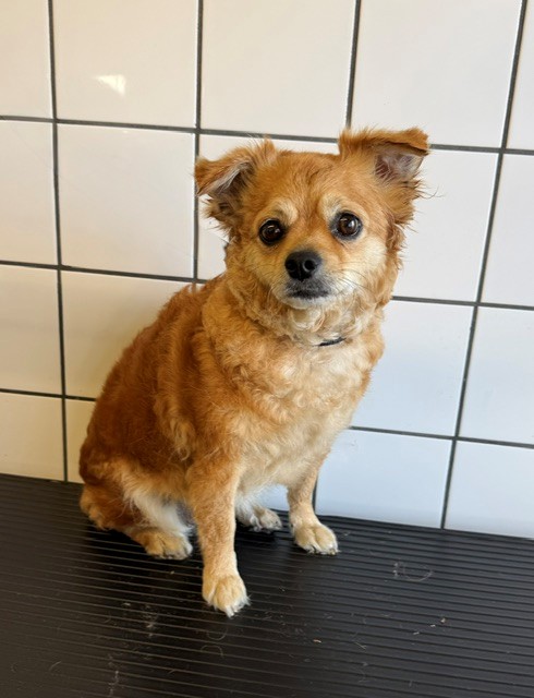 Shelter Stray Female Dog last seen , Downey, CA 90242