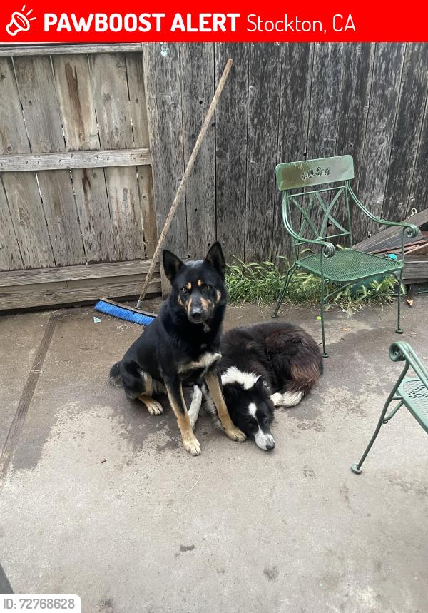 Lost Male Dog last seen Ben holt , Stockton, CA 95202