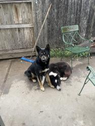 Lost Male Dog last seen Ben holt , Stockton, CA 95202