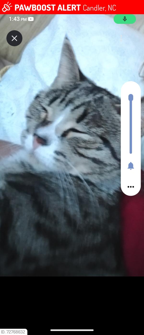 Lost Male Cat last seen Mike straight , Candler, NC 28715