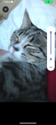 Lost Male Cat last seen Mike straight , Candler, NC 28715