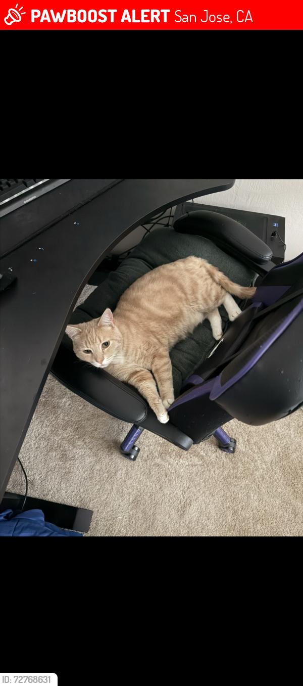 Lost Female Cat last seen Cottle rd, San Jose, CA 95123