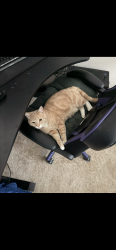 Lost Female Cat last seen Cottle rd , San Jose, CA 95123