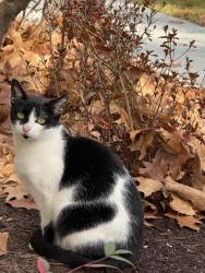 Found/Stray Female Cat last seen Cocquina Dr, Reston, VA 20191