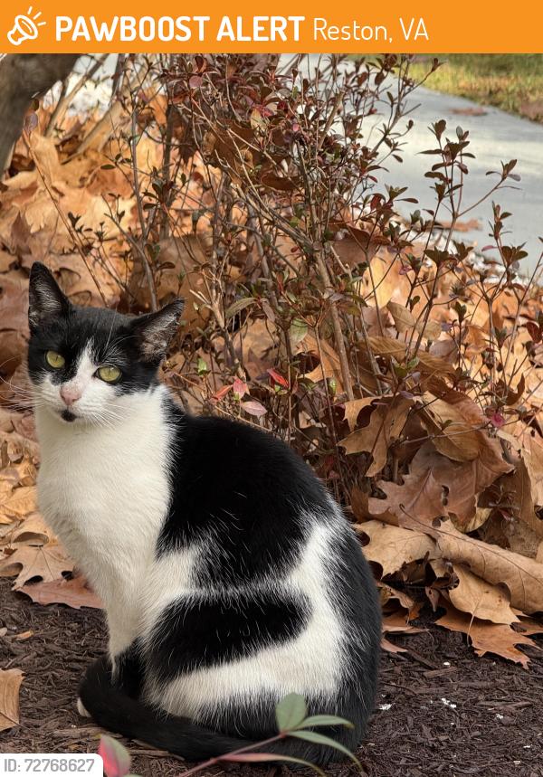 Found/Stray Female Cat last seen Cocquina Dr, Reston, VA 20191