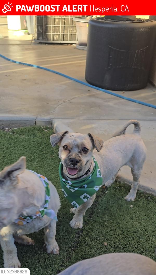 Lost Male Dog last seen Near Silver Ave Hesperia , Hesperia, CA 92344