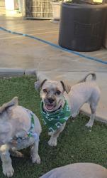 Lost Male Dog last seen Near Silver Ave Hesperia , Hesperia, CA 92344