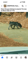 Found/Stray Unknown Dog last seen Chatahoochee River Club, Forsyth County, GA 30041