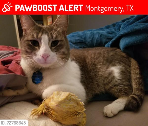 Lost Male Cat last seen Doretta Dr and Thoreau in Walden neighborhood, Montgomery, TX 77356