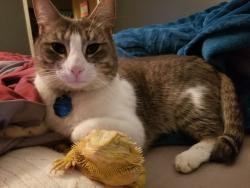 Lost Male Cat last seen Doretta Dr and Thoreau in Walden neighborhood, Montgomery, TX 77356