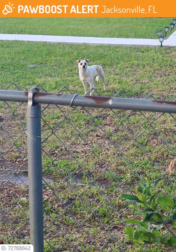 Found/Stray Unknown Dog last seen Memorial park dr, Jacksonville, FL 32221
