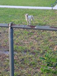 Found/Stray Unknown Dog last seen Memorial park dr, Jacksonville, FL 32221