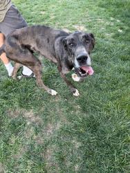 Found/Stray Male Dog last seen Gallatin country club, Gallatin, TN 37066