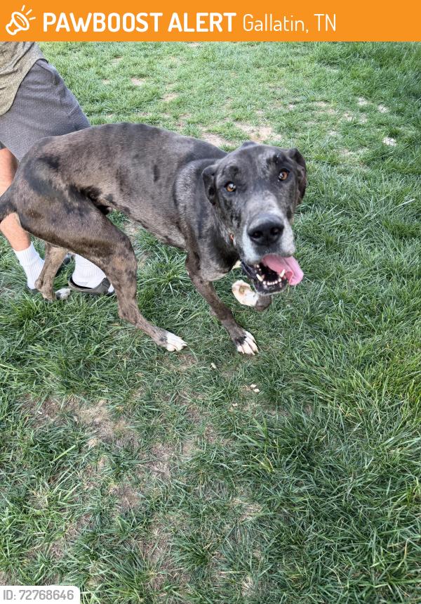 Found/Stray Male Dog last seen Gallatin country club, Gallatin, TN 37066