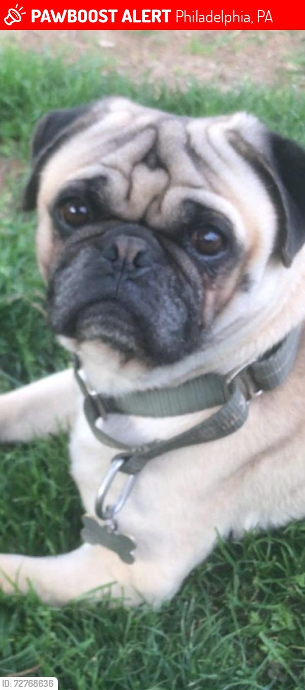 Lost Male Dog last seen Tulip / benner, Philadelphia, PA 19135