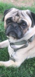 Lost Male Dog last seen Tulip / benner, Philadelphia, PA 19135