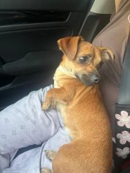 Found/Stray Female Dog last seen E geer st, Durham, NC 27704