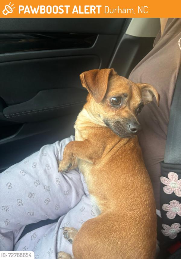 Found/Stray Female Dog last seen E geer st, Durham, NC 27704