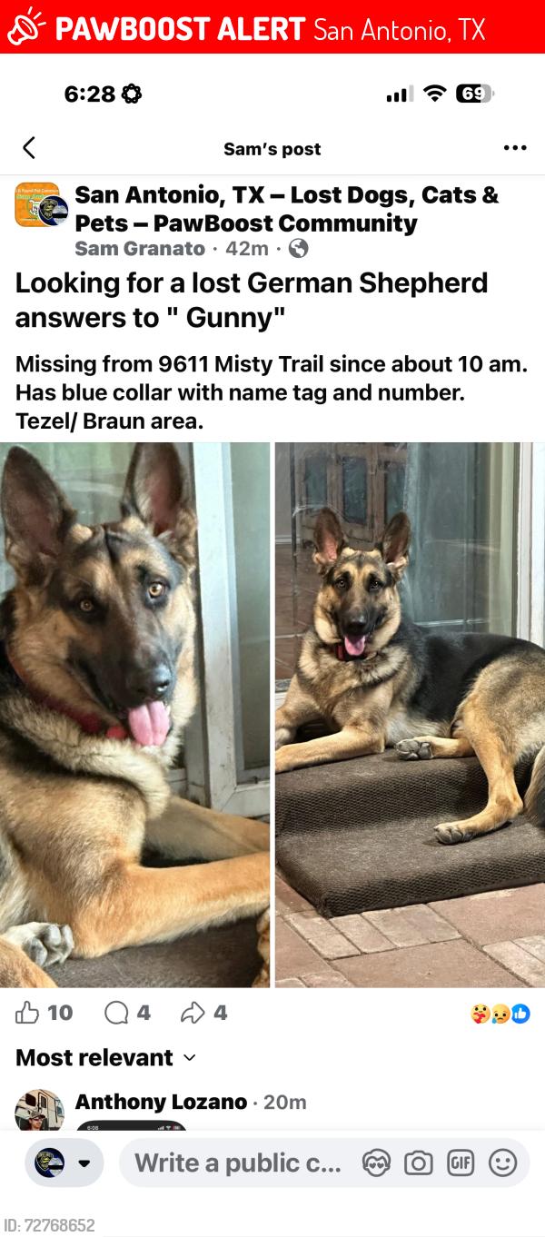 Lost Male Dog last seen Reel/Braun Rd, San Antonio, TX 78254