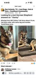 Lost Male Dog last seen Reel/Braun Rd, San Antonio, TX 78254
