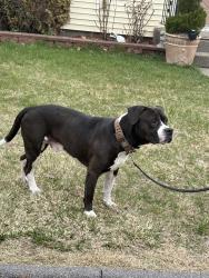 Found/Stray Male Dog last seen Heard street , Worcester, MA 01603
