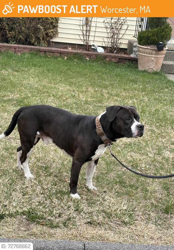 Found/Stray Male Dog last seen Heard street , Worcester, MA 01603
