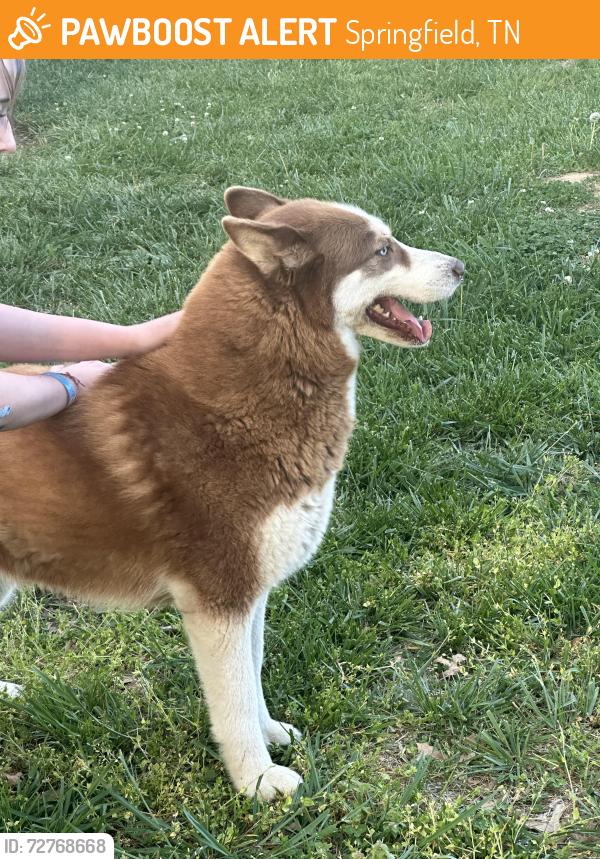 Found/Stray Unknown Dog last seen Springfield TN, Springfield, TN 37172