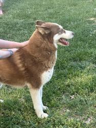 Found/Stray Unknown Dog last seen Springfield TN, Springfield, TN 37172