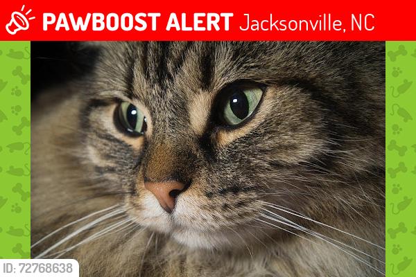 Lost Female Cat last seen Dollar general, Jacksonville, NC 28540