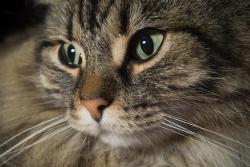 Lost Female Cat last seen Dollar general, Jacksonville, NC 28540